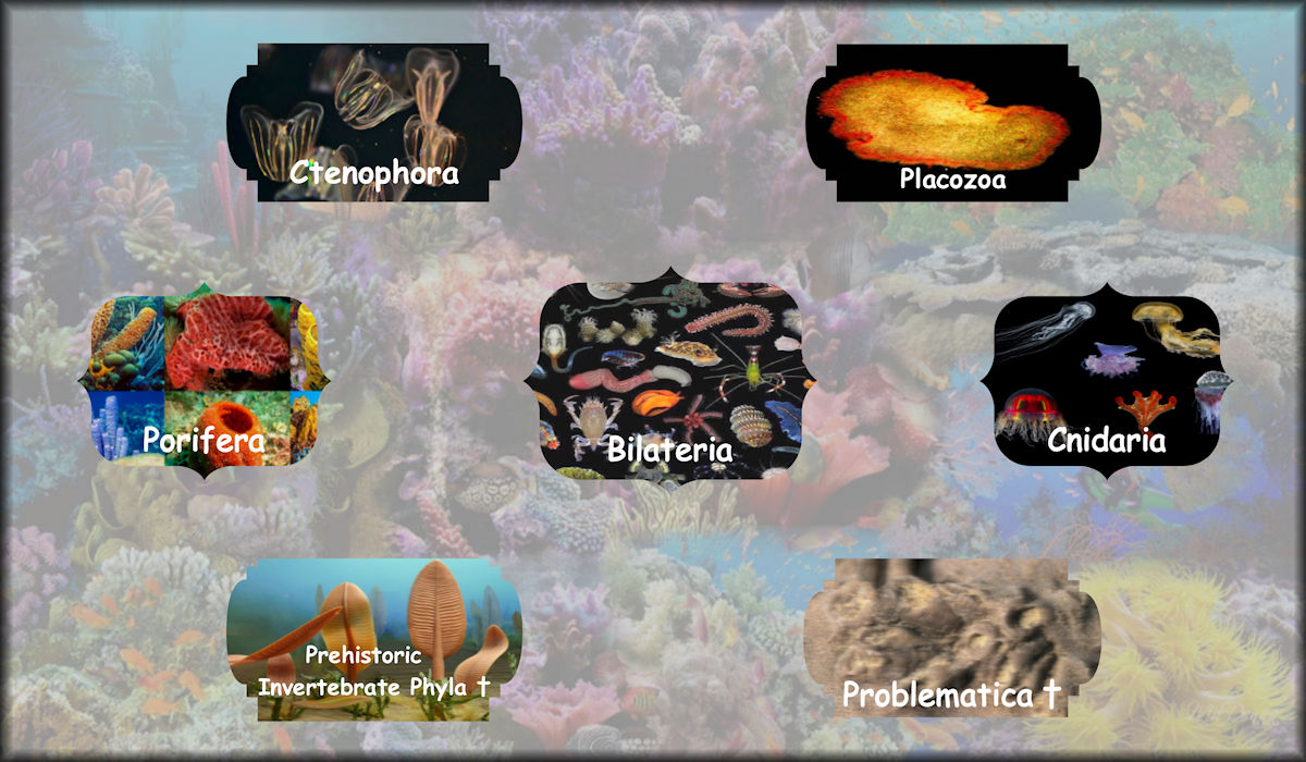 Animals including Ctenophora, Placozoa, Porifera, Bilateria, Cnidaria, Prehistoric Invertebrate Phyla, and Problematica.