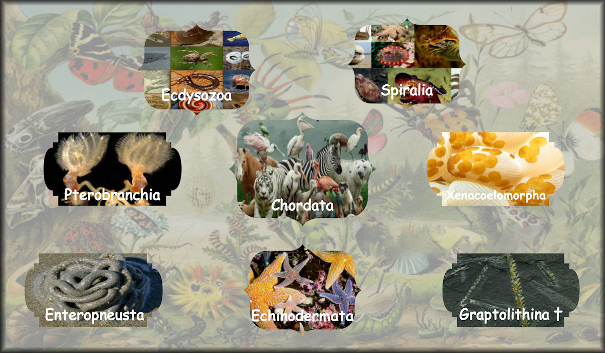 Bilateria (animals) including Ecdysozoa, Spiralia, Pterobranchia, Chordata, Xenacoelomorpha, Enteropneusta, Echinodermata, and Graptolithina.