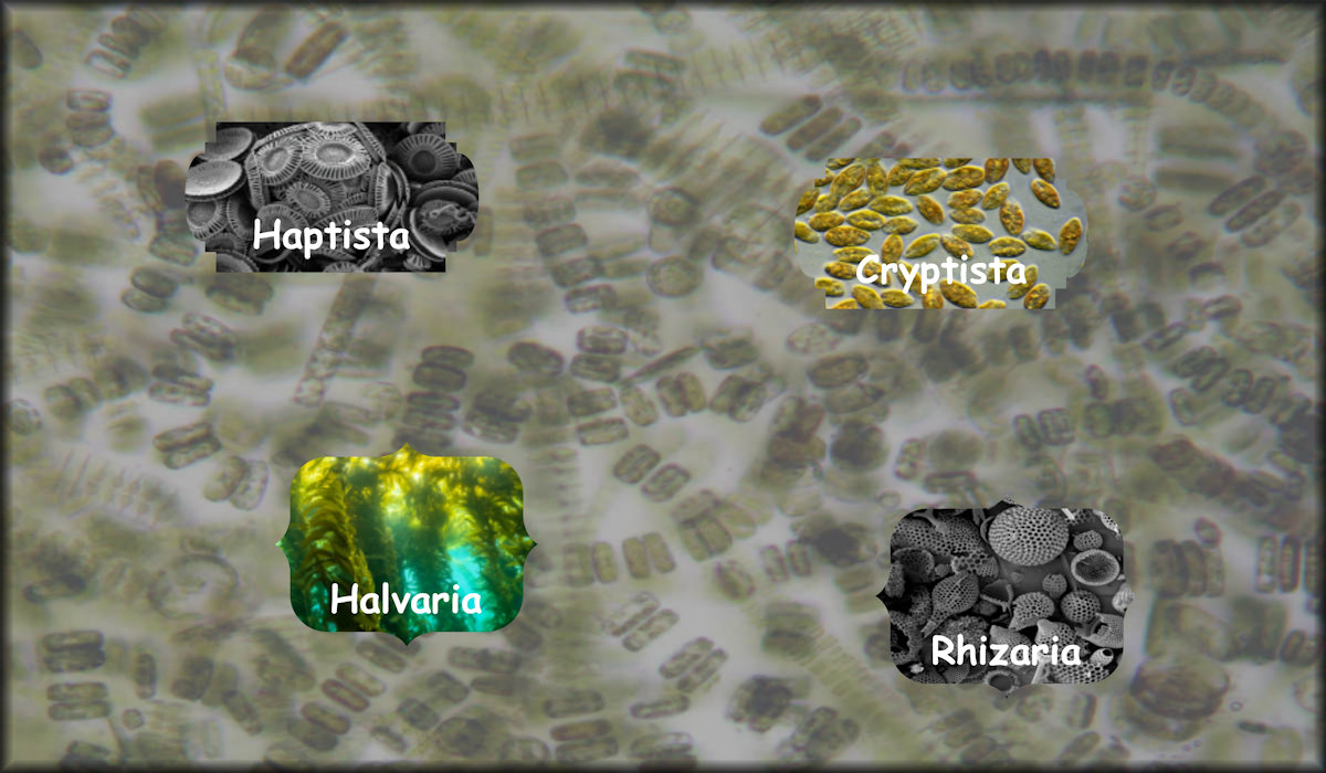 Chromista including Haptista, Cryptista, Halvaria, and Rhizaria.