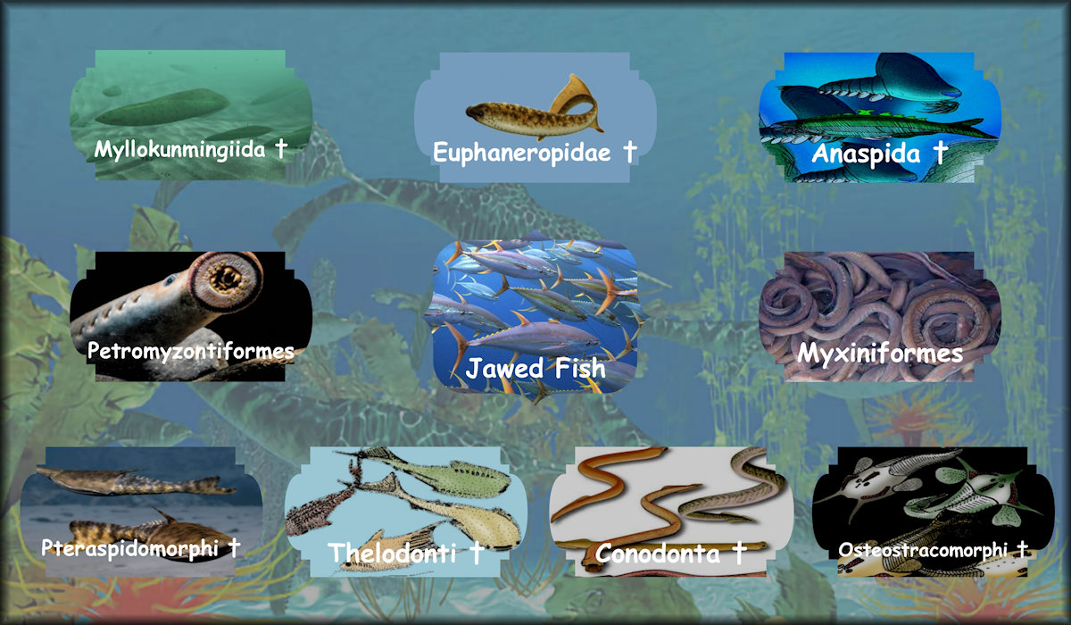 Fish including Jawed Fish, Petromyzontiformes, Myxiniformes, Anaspida, Myllokunmingiida, Euphaneropidae, Pteraspidomorphi, Thelodonti, Conodonta, and Osteostracomorphi.