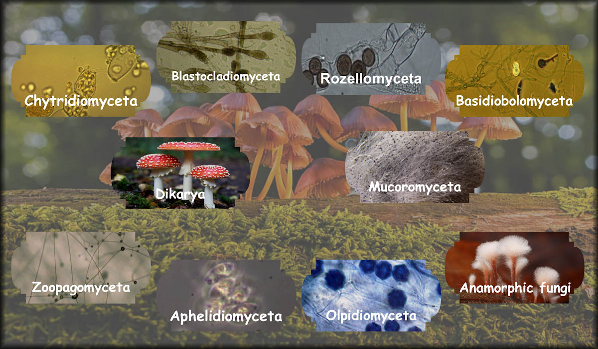 Fungi including Chytridiomyceta, Blastocladiomyceta, Rozellomyceta, Basidiobolomyceta, Dikarya, Mucoromyceta, Zoopagomyceta, Aphelidiomyceta, Olpidiomyceta and Anamorphic fungi.
