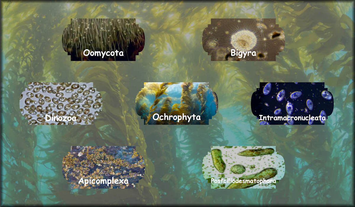 Halvaria including Oomycota, Bigyra, Dinozoa, Ochrophyta, Intramacronucleata, Apicomplexa, and Postciliodesmatophora.