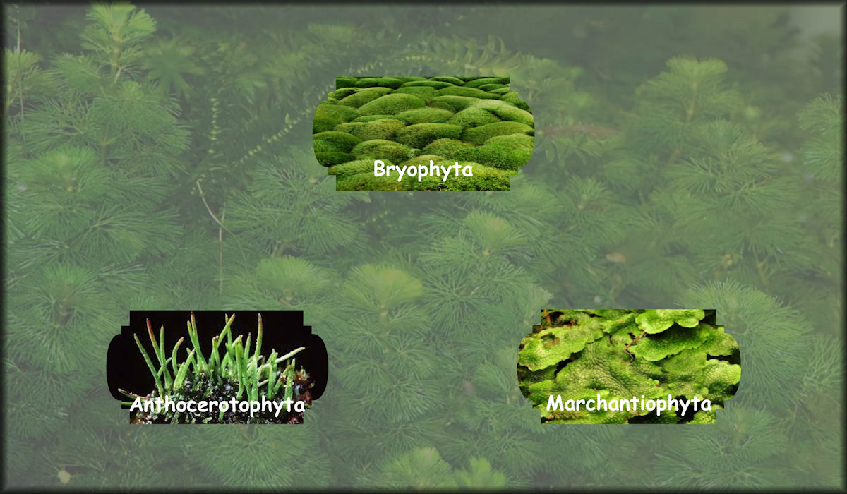 Non-vascular plants including Bryophyta, Anthocerotophyta, and Marchantiophyta.