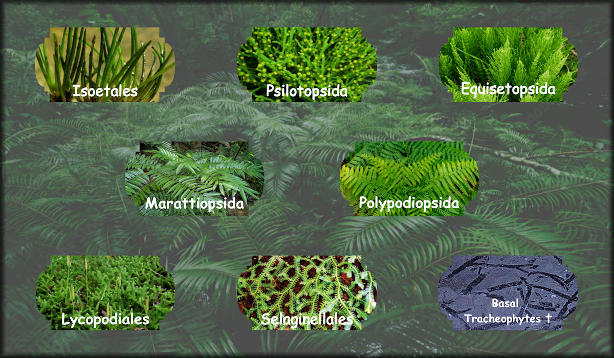 Seedless plants including Isoetales, Psilotopsida, Equisetopsida, Marattiopsida, Polypodiopsida, Lycopodiales, Selaginellales, and Basal Tracheophytes.