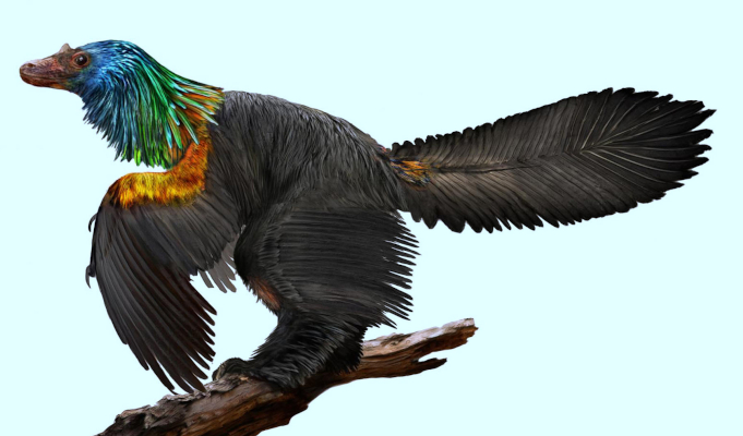 caihong dinosaur