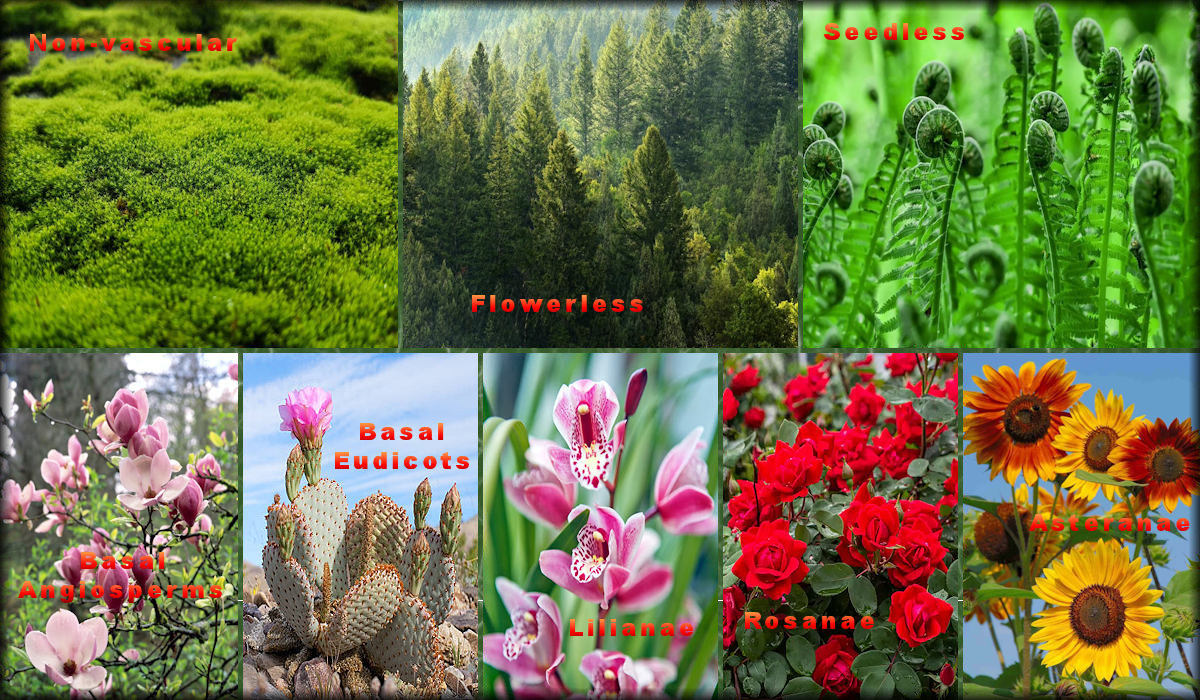 Plants including flowering, flowerless, seedless, non-vascular, and algae.