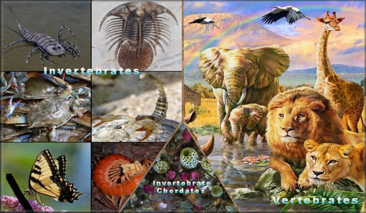 Animals including Ctenophora, Placozoa, Porifera, Bilateria, Cnidaria, Prehistoric Invertebrate Phyla, and Problematica.