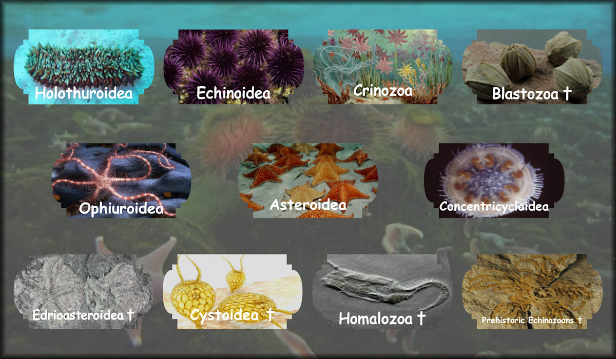 Echinodermata including Holothuroidea, Echinoidea, Crinozoa, Blastozoa, Ophiuroidea, Asteroidea, Concentricycloidea, Edrioasteroidea, Cystoidea, Homalozoa, and Prehistoric Echinozoans.