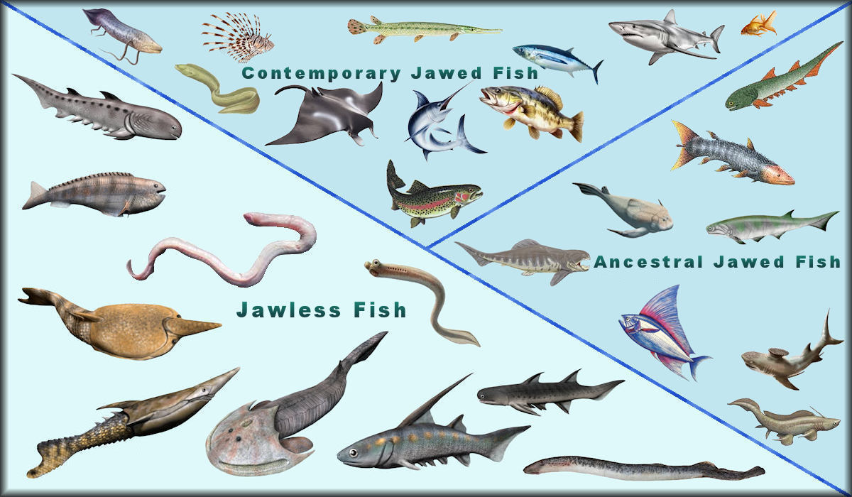 Fish including Jawed Fish, Petromyzontiformes, Myxiniformes, Anaspida, Myllokunmingiida, Euphaneropidae, Pteraspidomorphi, Thelodonti, Conodonta, and Osteostracomorphi.