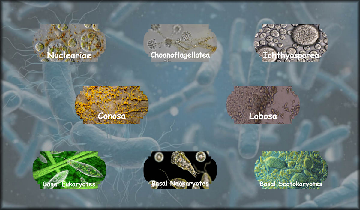 Protozoa including Nucleariae, Choanoflagellatea, Ichthyosporea, Conosa, Lobosa, Basal Eukaryotes,  Basal Neokaryotes, and Basal Scotokaryotes.